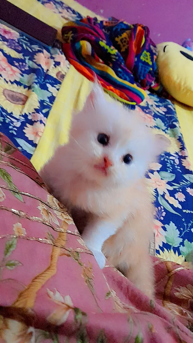 pure persian kitty — photo 4