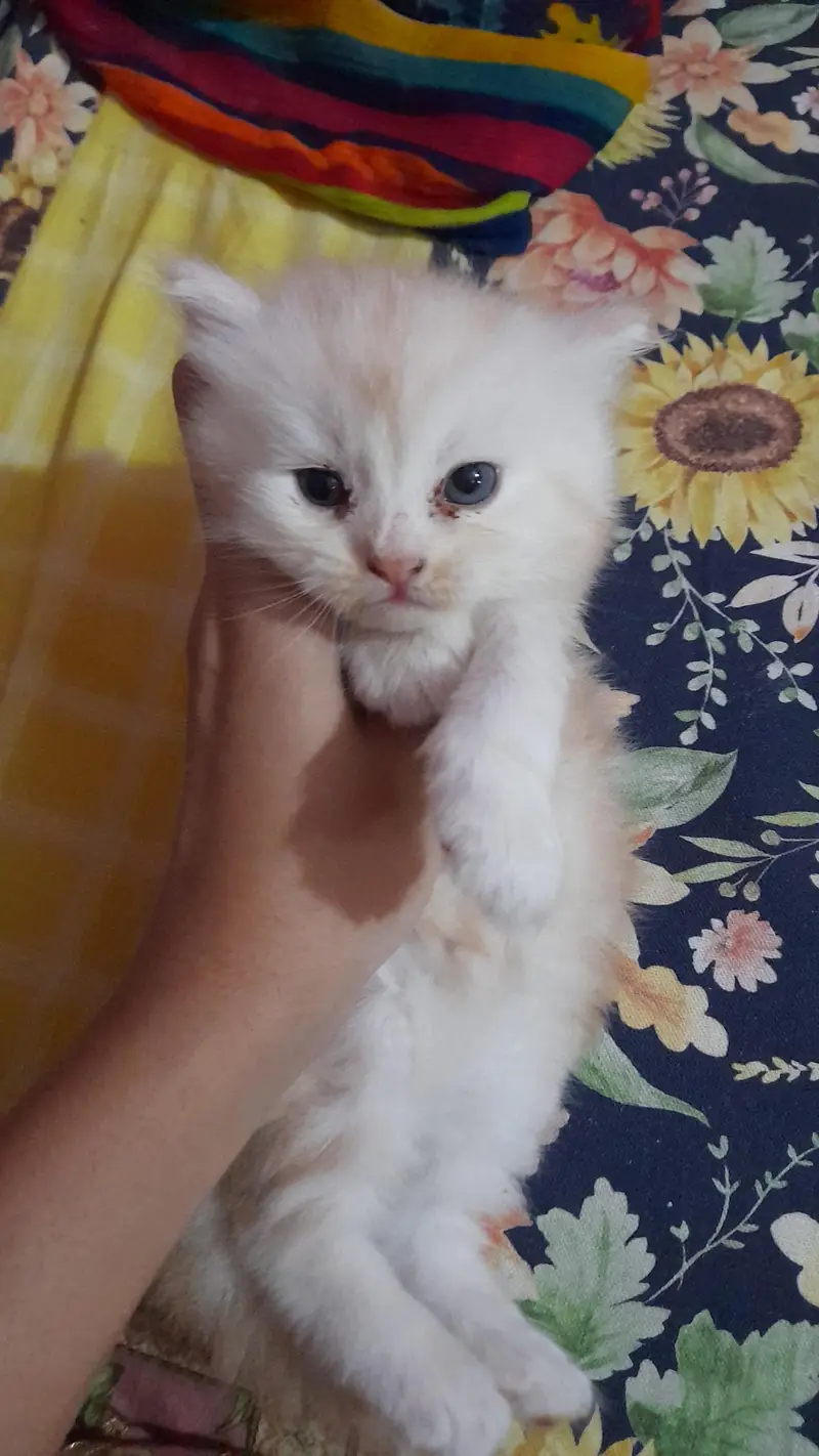 pure persian kitty — photo 5