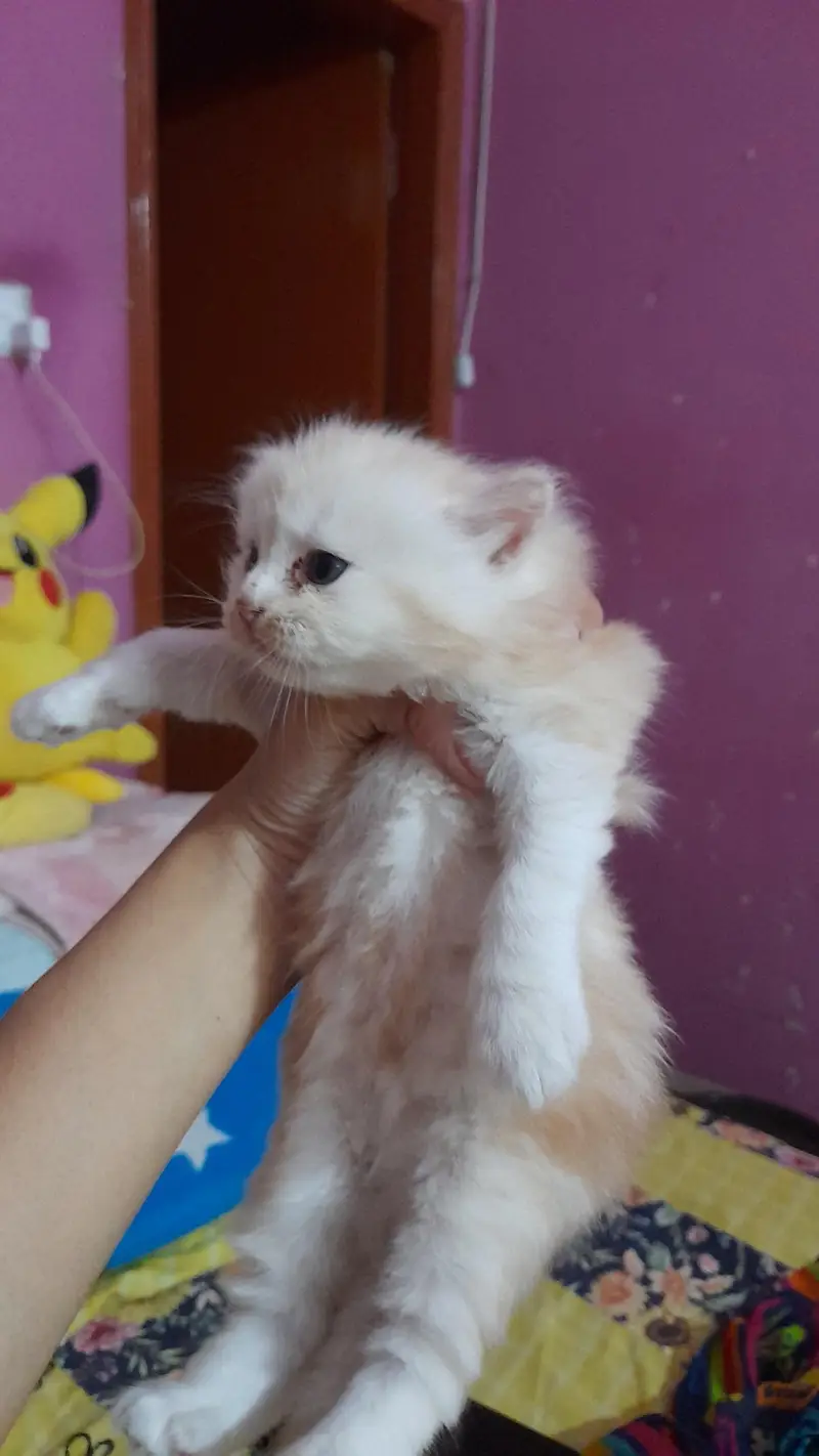 pure persian kitty — photo 6