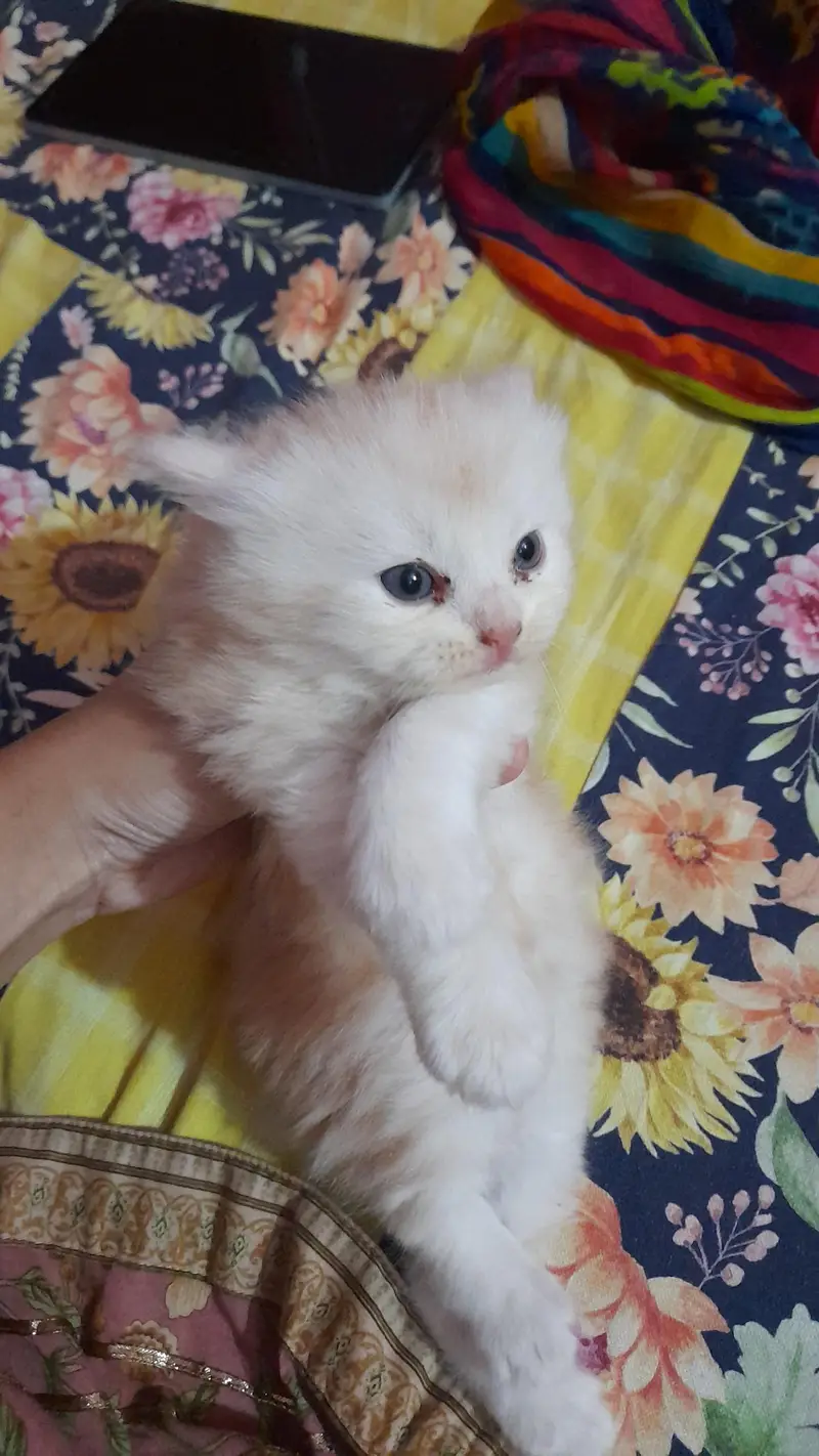 pure persian kitty — photo 7