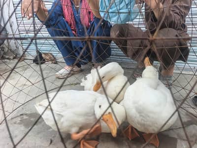 piken pure white ducks available pair