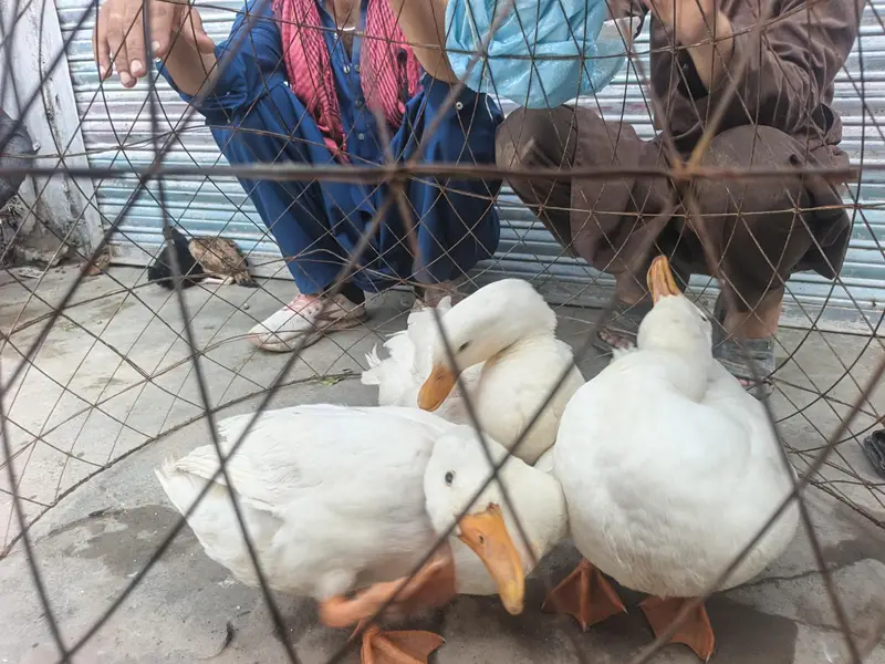 piken pure white ducks available pair