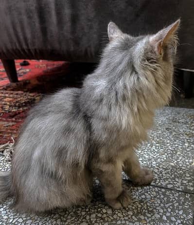 Beautiful CAT