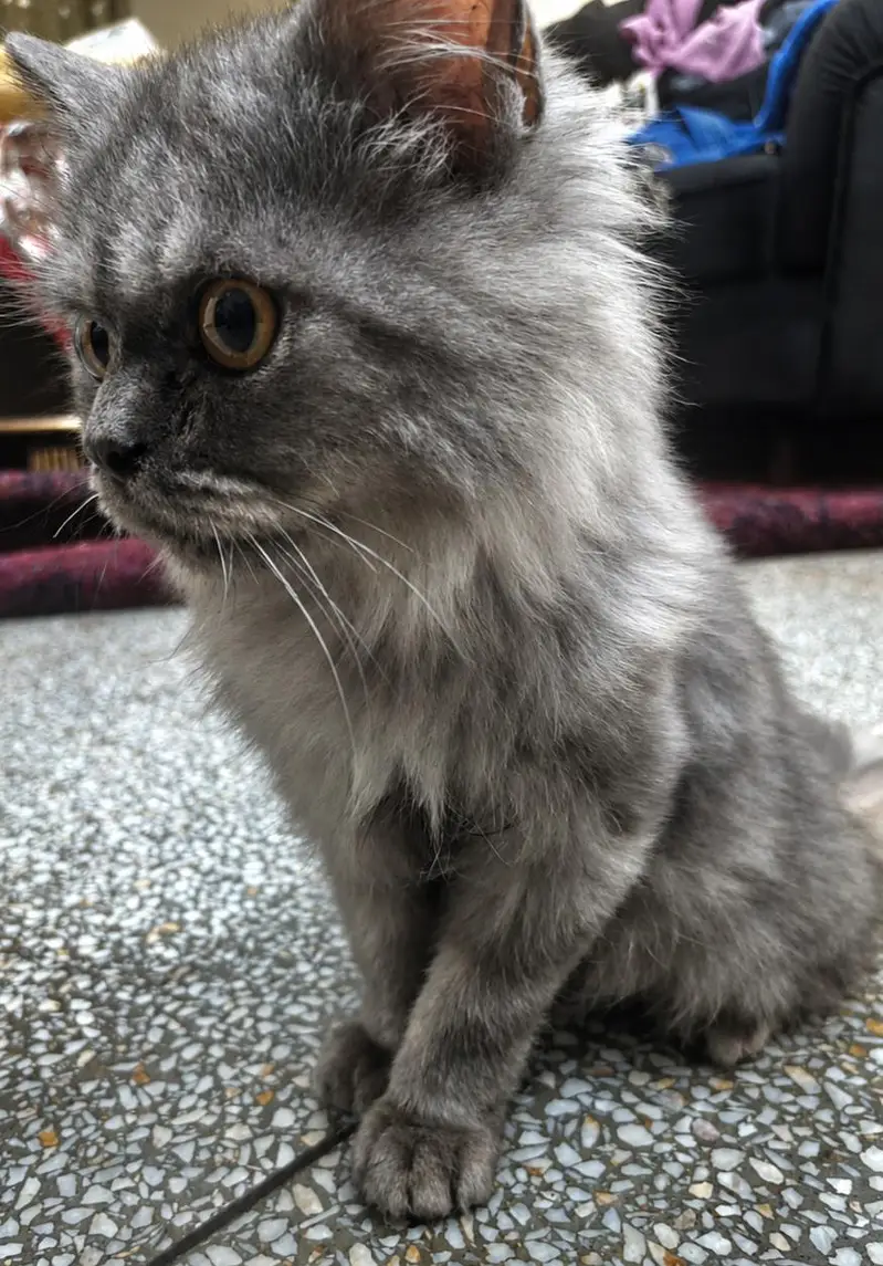 Beautiful CAT — photo 2