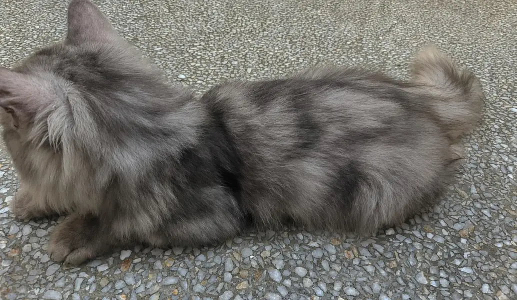 Beautiful CAT — photo 3