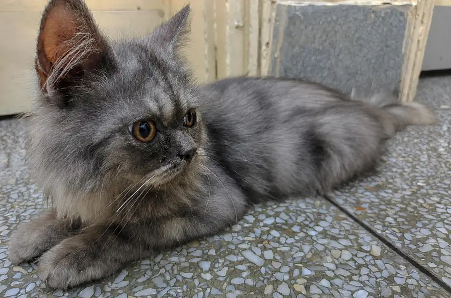 Beautiful CAT — photo 4