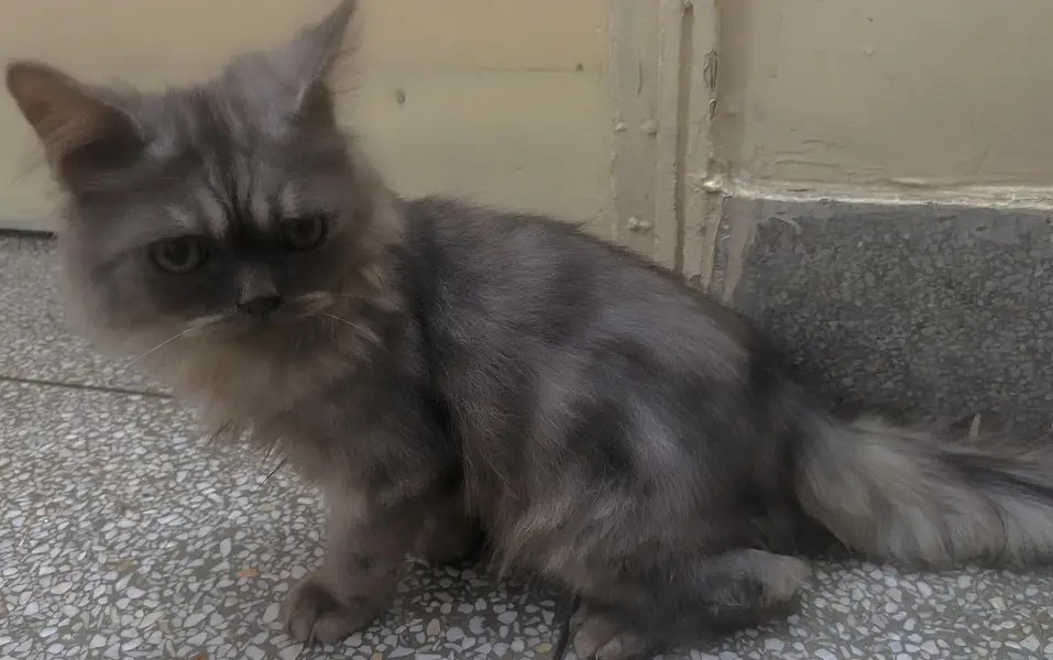 Beautiful CAT — photo 5