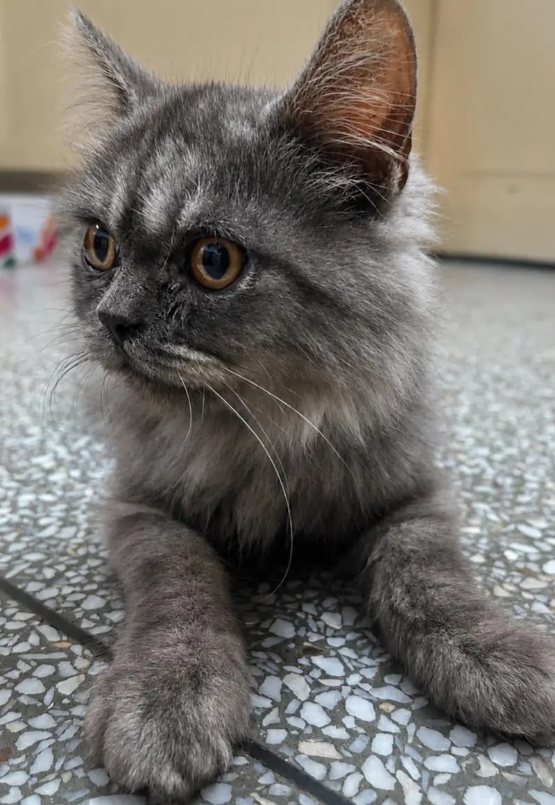 Beautiful CAT — photo 6