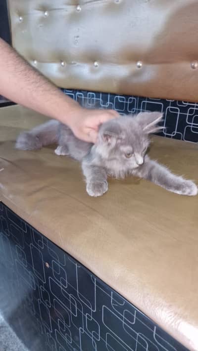 Beautiful Grey Long Hair Cat – British Longhair/Persian Mix