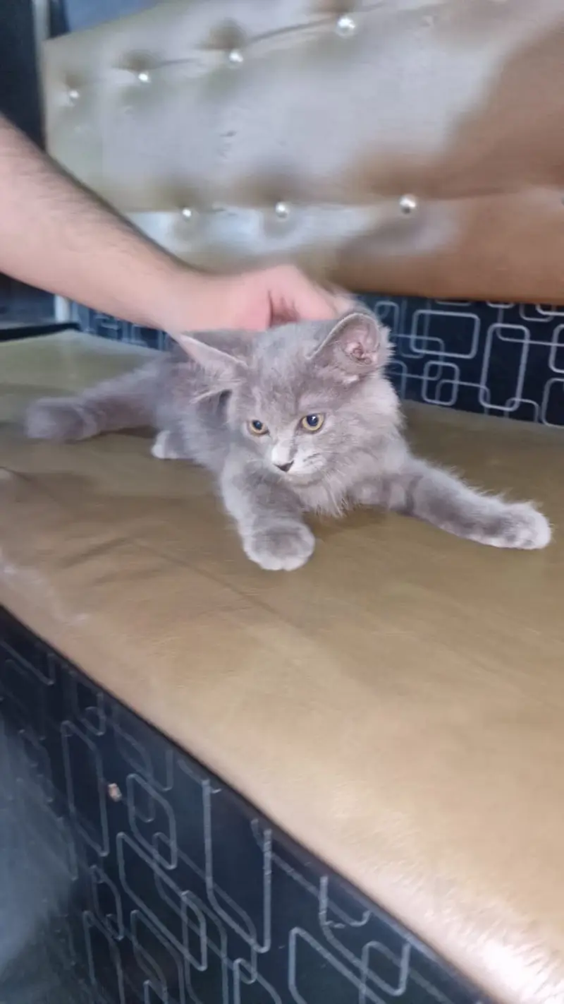 Beautiful Grey Long Hair Cat – British Longhair/Persian Mix — photo 2