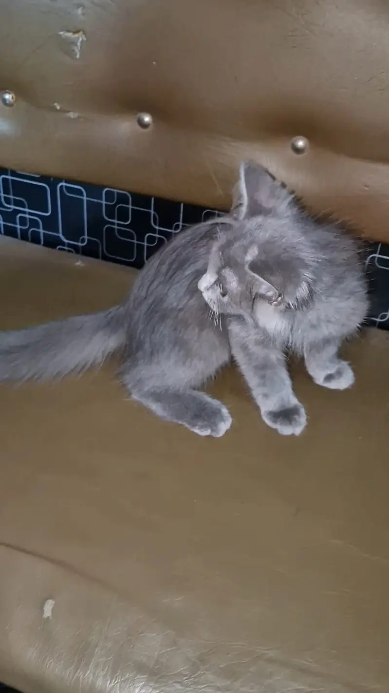 Beautiful Grey Long Hair Cat – British Longhair/Persian Mix — photo 3