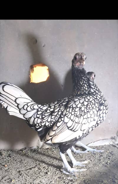 silver sebright females/bantam chicks/polish chicks/aseel chciks