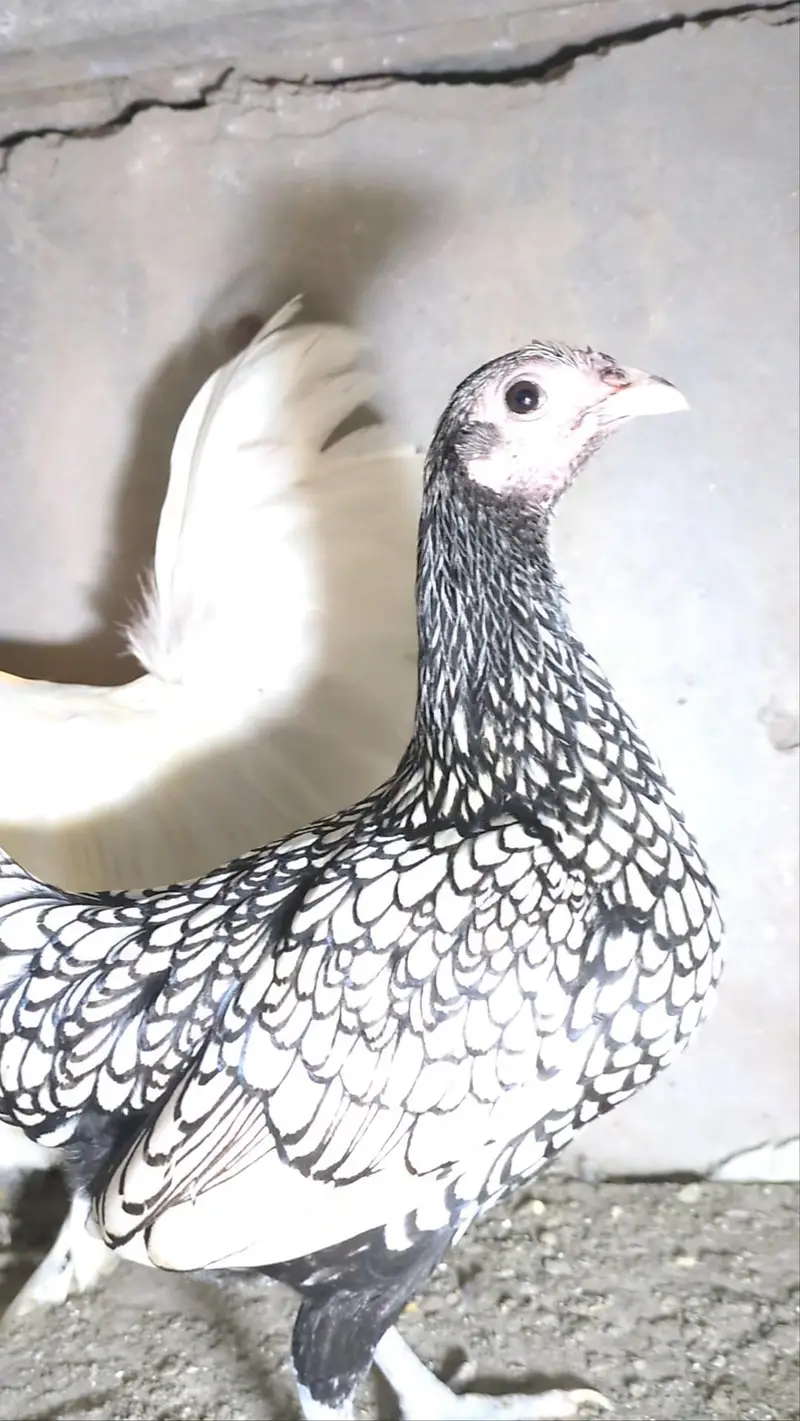 silver sebright females/bantam chicks/polish chicks/aseel chciks — photo 2