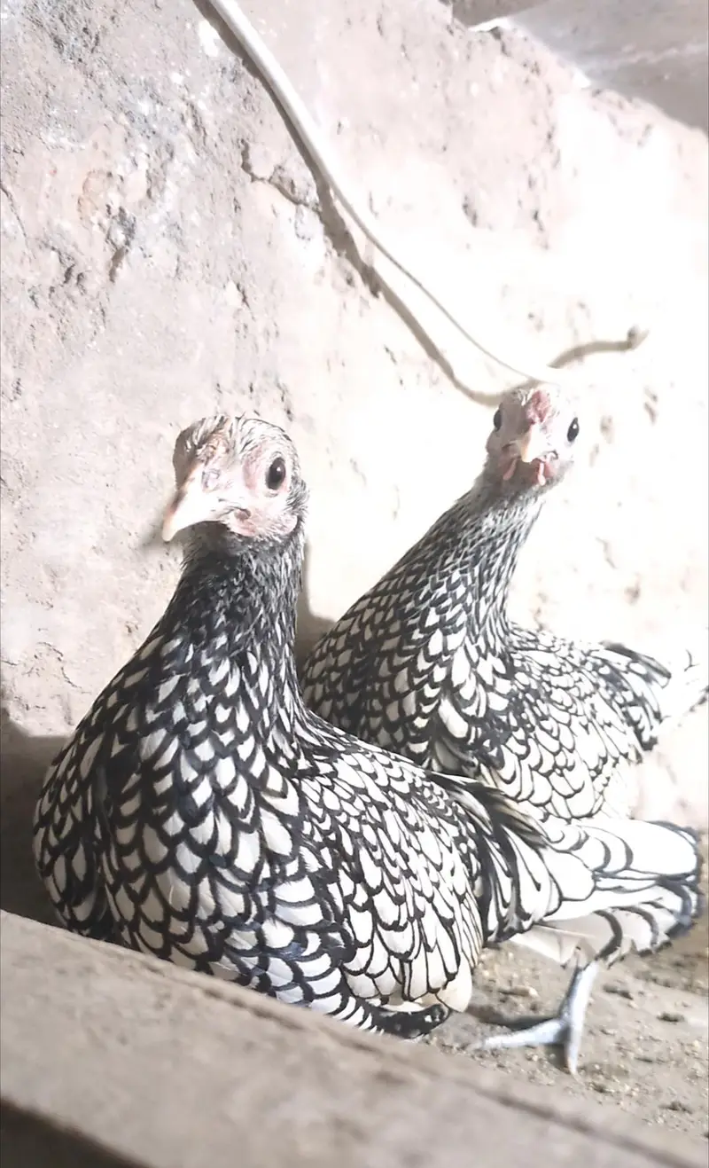 silver sebright females/bantam chicks/polish chicks/aseel chciks — photo 3