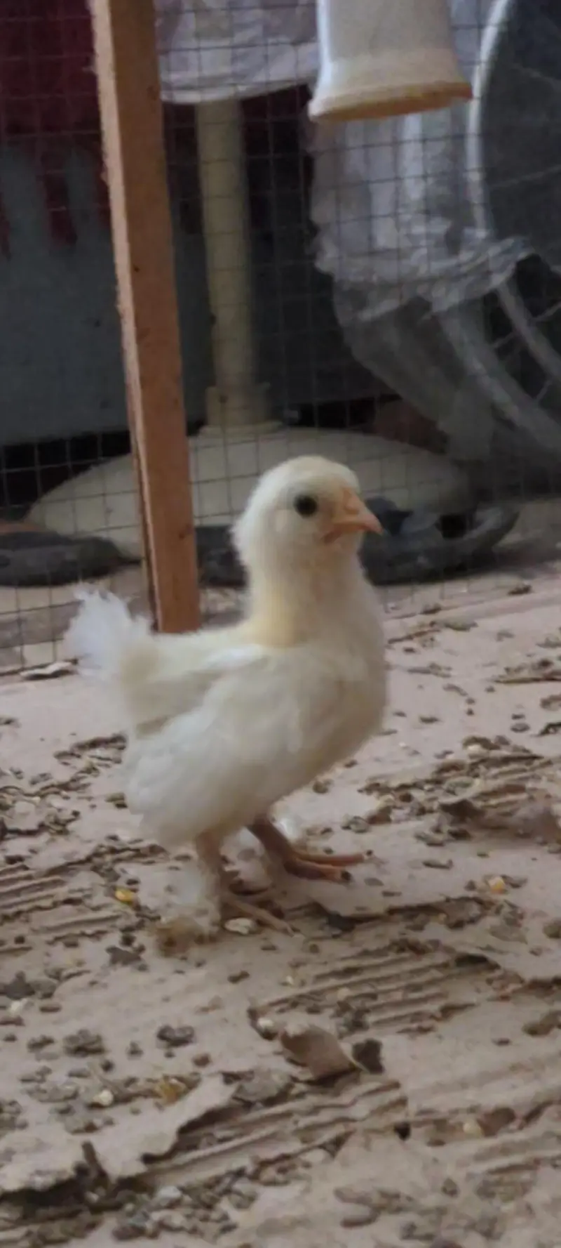 silver sebright females/bantam chicks/polish chicks/aseel chciks — photo 4
