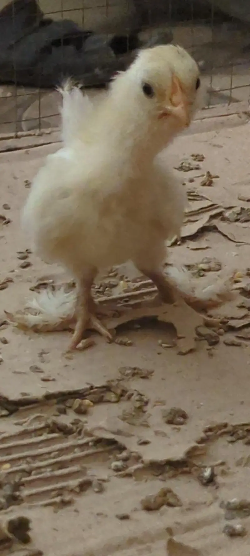 silver sebright females/bantam chicks/polish chicks/aseel chciks — photo 5