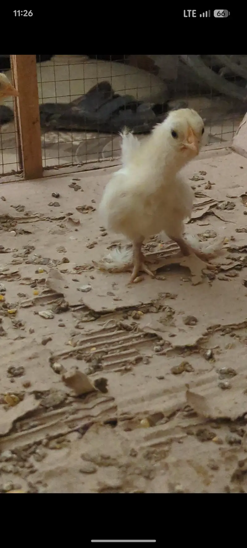 silver sebright females/bantam chicks/polish chicks/aseel chciks — photo 6