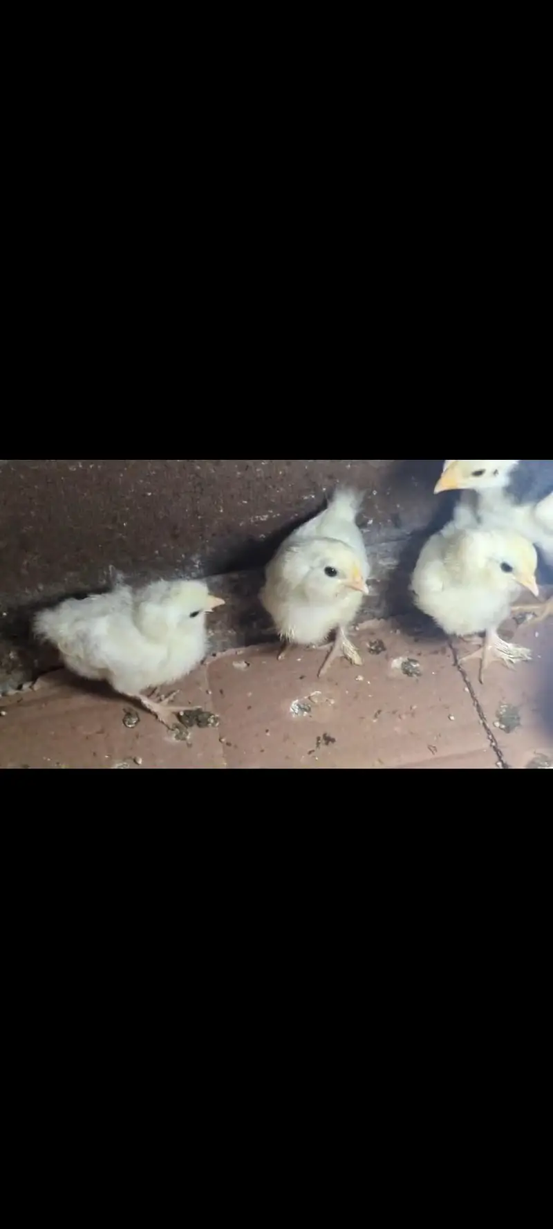 silver sebright females/bantam chicks/polish chicks/aseel chciks — photo 7
