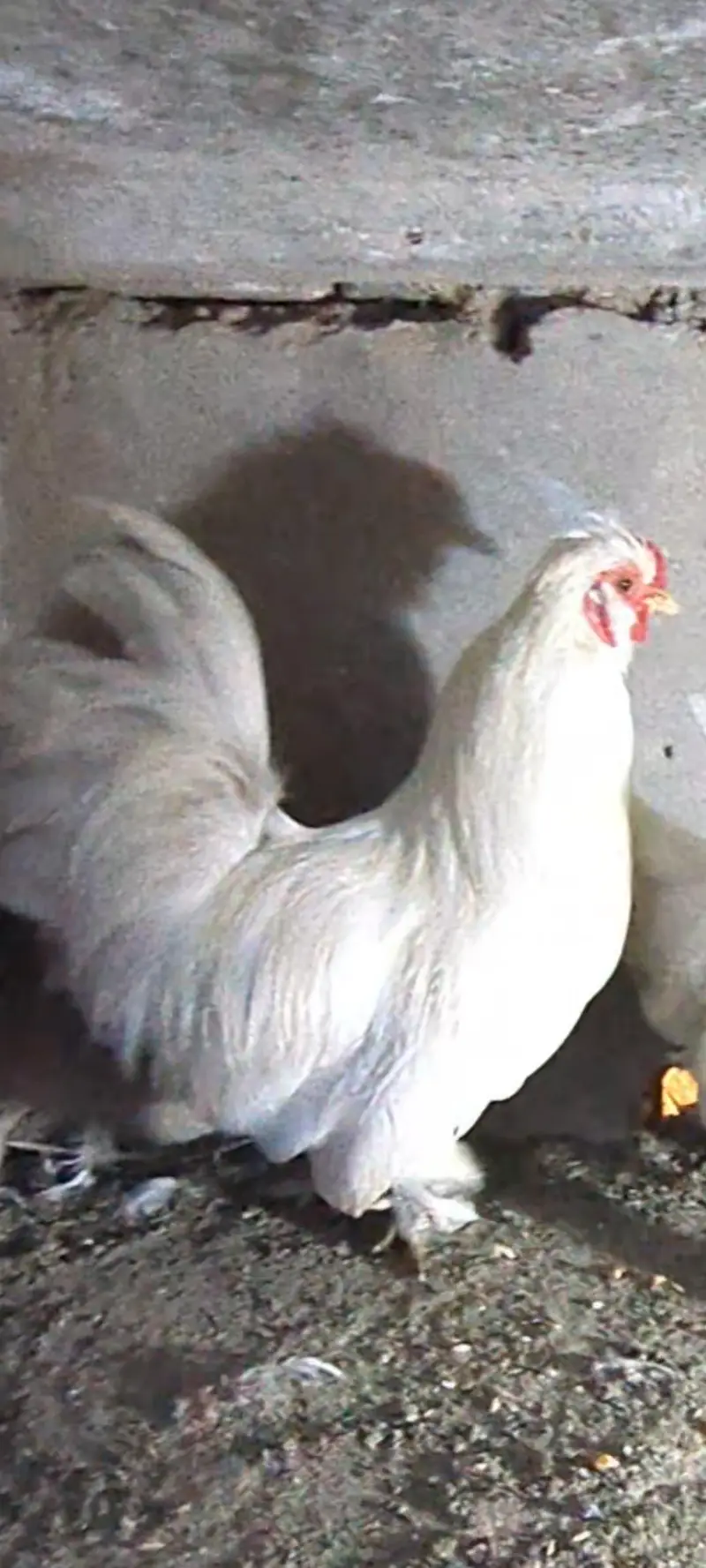 silver sebright females/bantam chicks/polish chicks/aseel chciks — photo 8