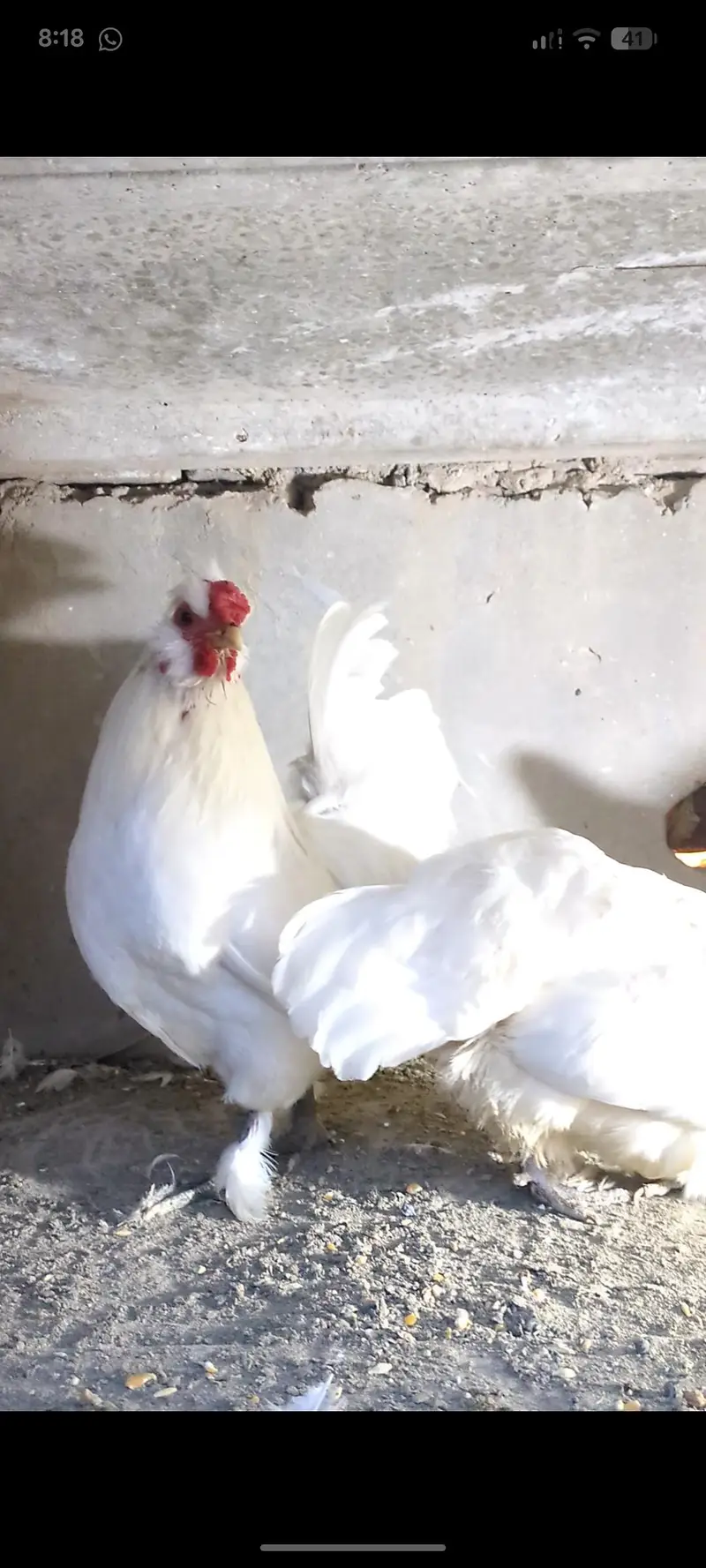 silver sebright females/bantam chicks/polish chicks/aseel chciks — photo 9