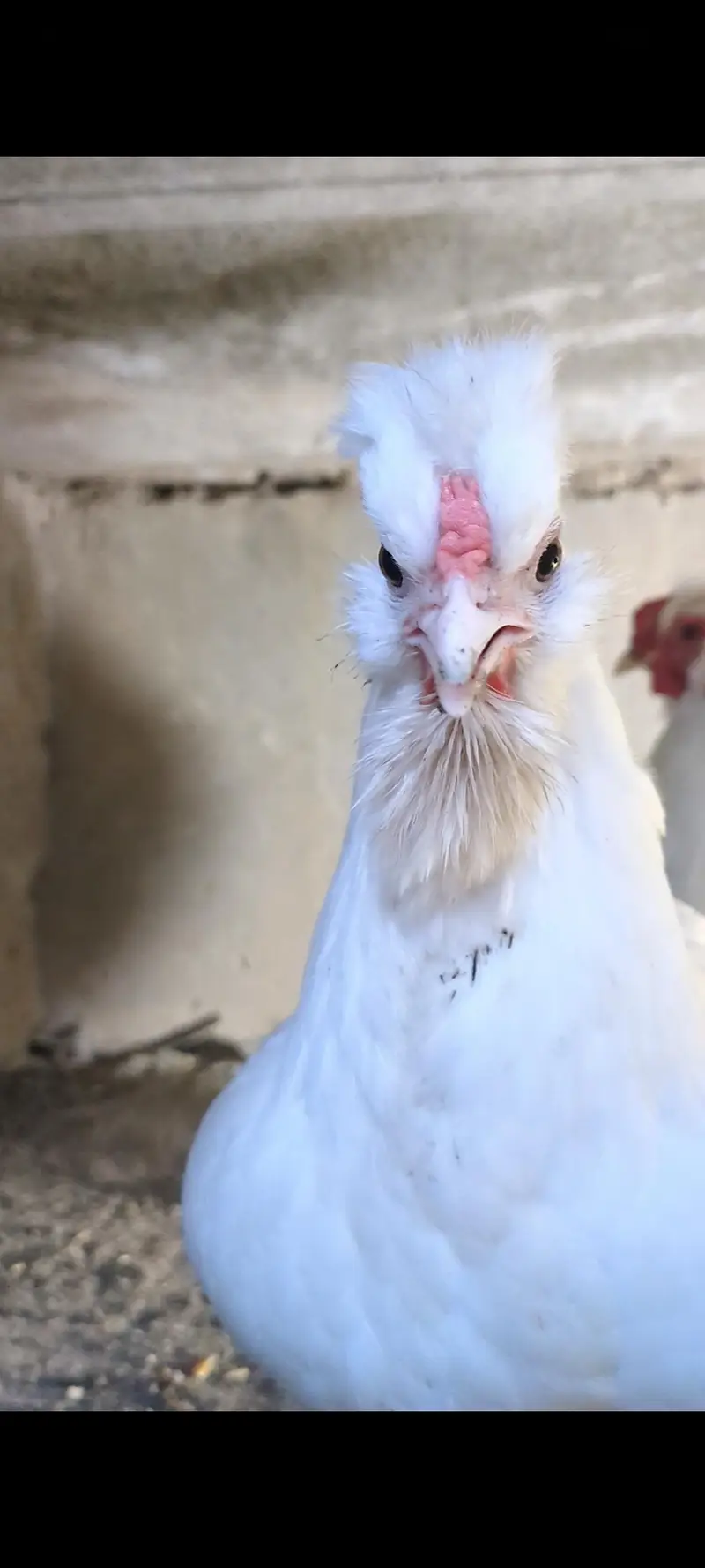 silver sebright females/bantam chicks/polish chicks/aseel chciks — photo 10