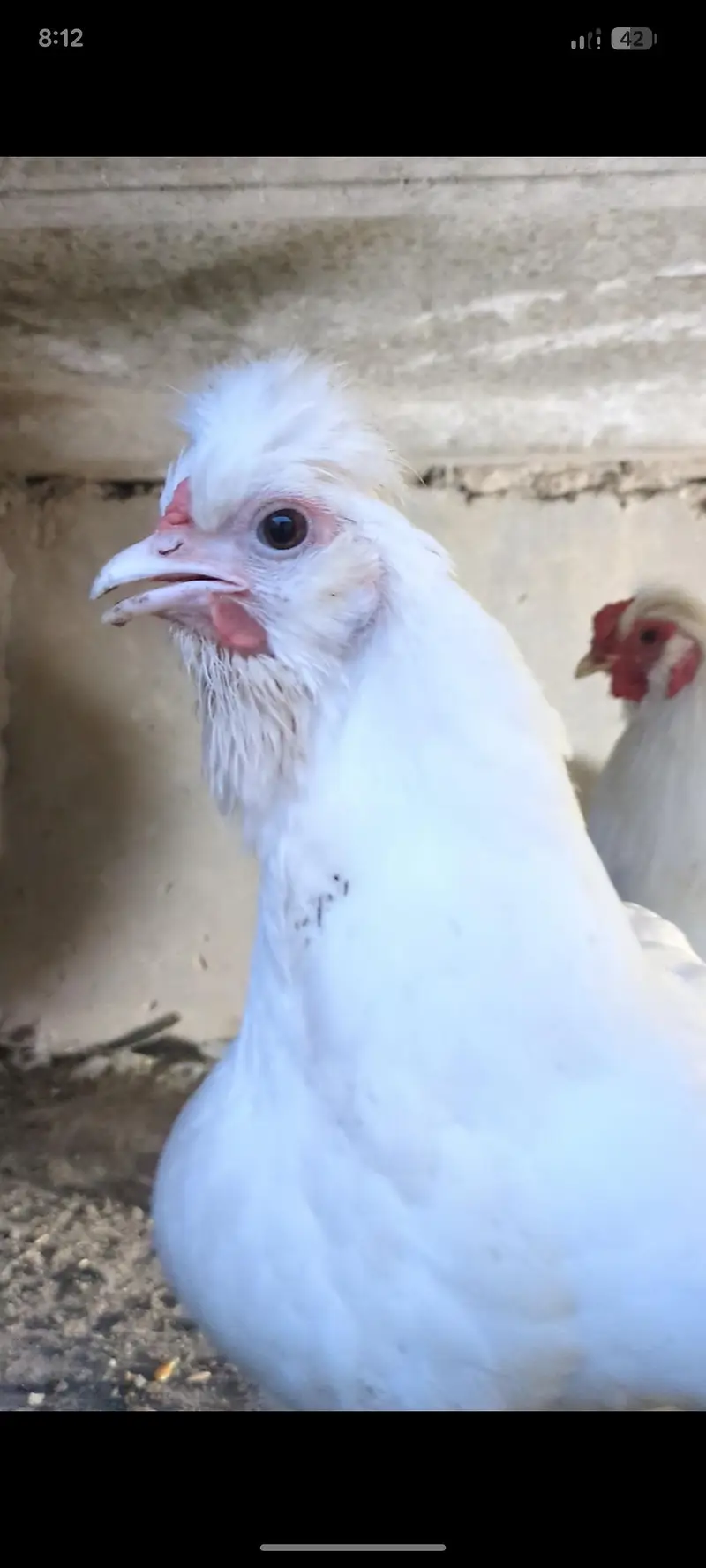 silver sebright females/bantam chicks/polish chicks/aseel chciks — photo 11