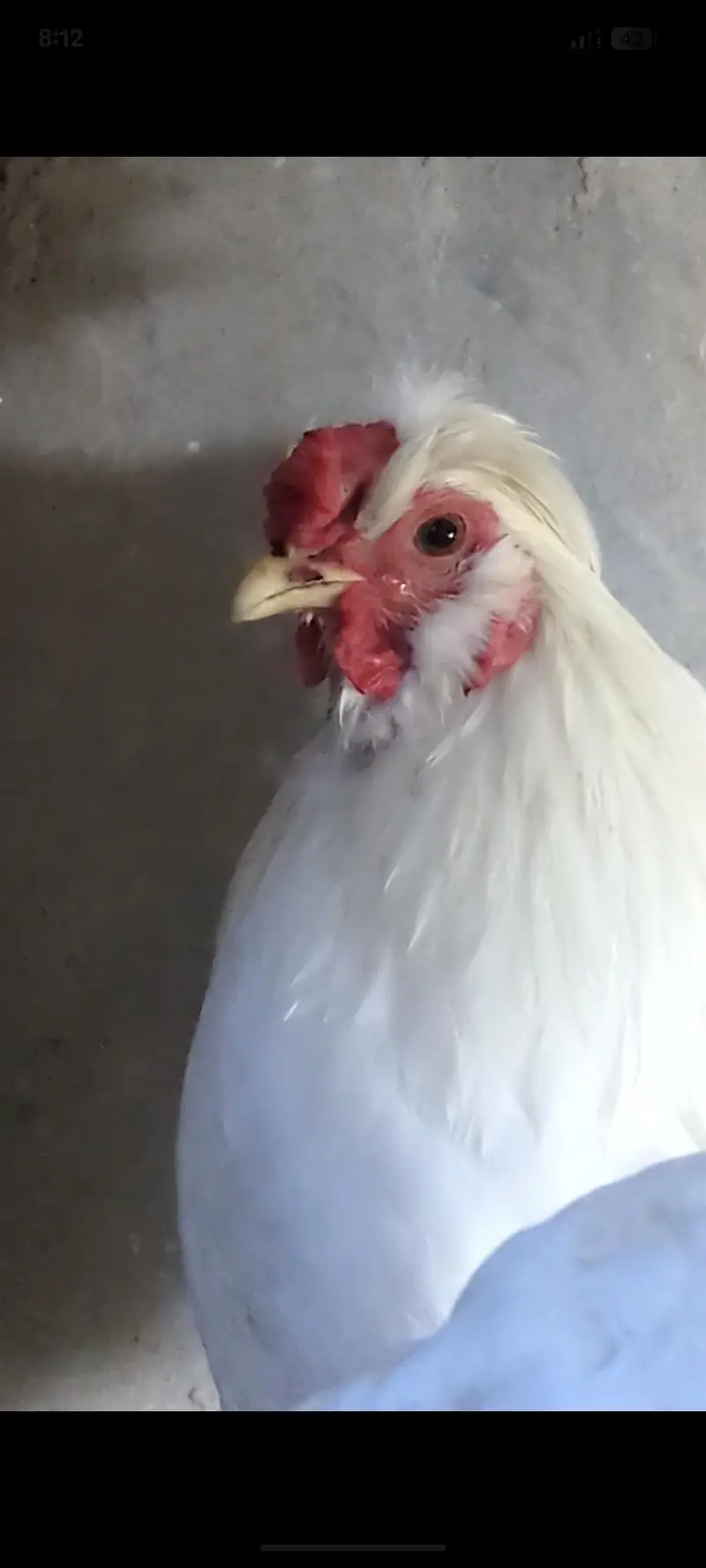 silver sebright females/bantam chicks/polish chicks/aseel chciks — photo 12