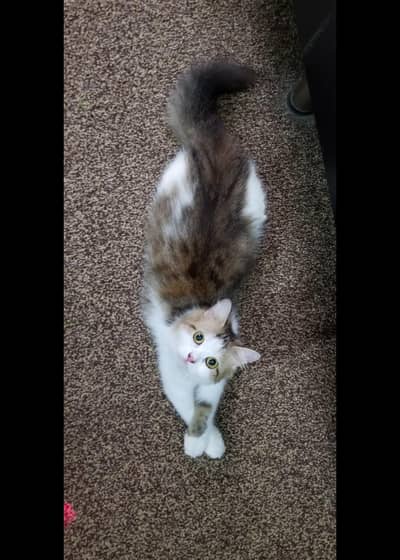 Persian female adult 03012323563