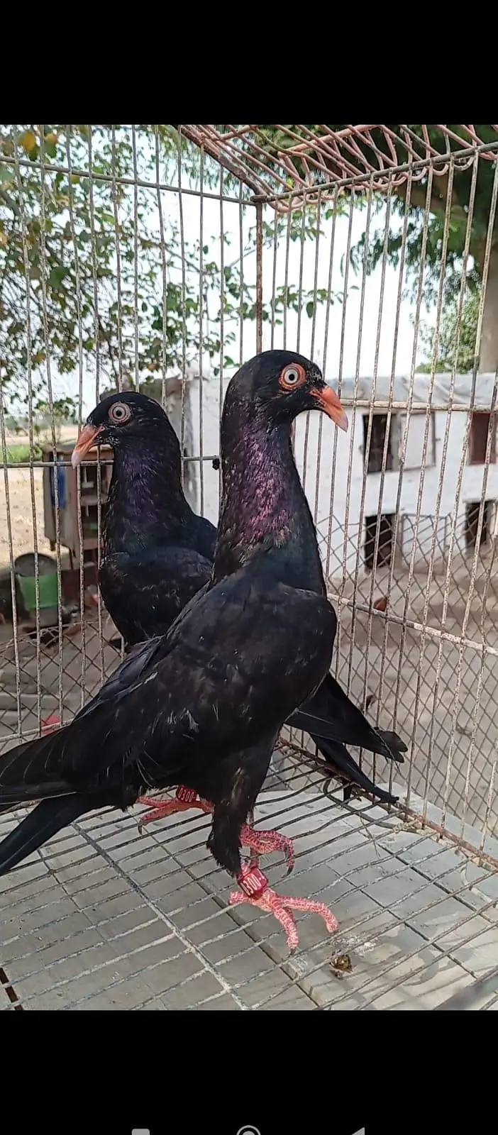 jacobin pigeon. Black danish. Red danish pigeon — photo 2