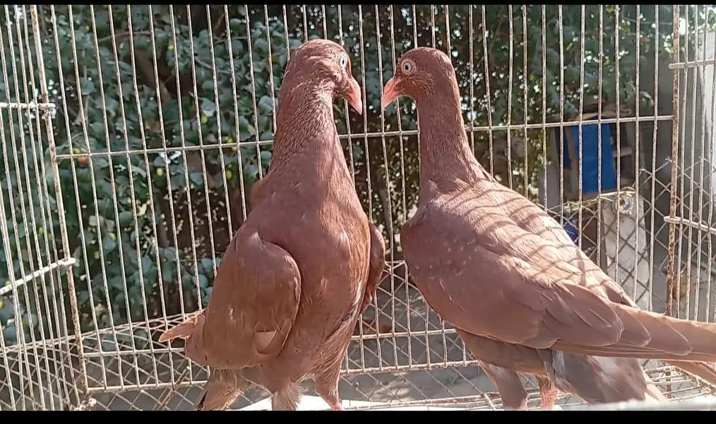 jacobin pigeon. Black danish. Red danish pigeon — photo 3