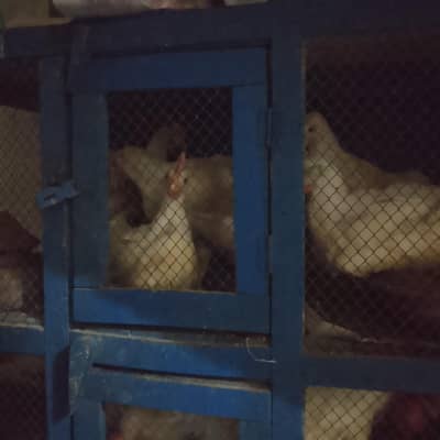 9 Broiler Chicks Age 6 month & 3 month
