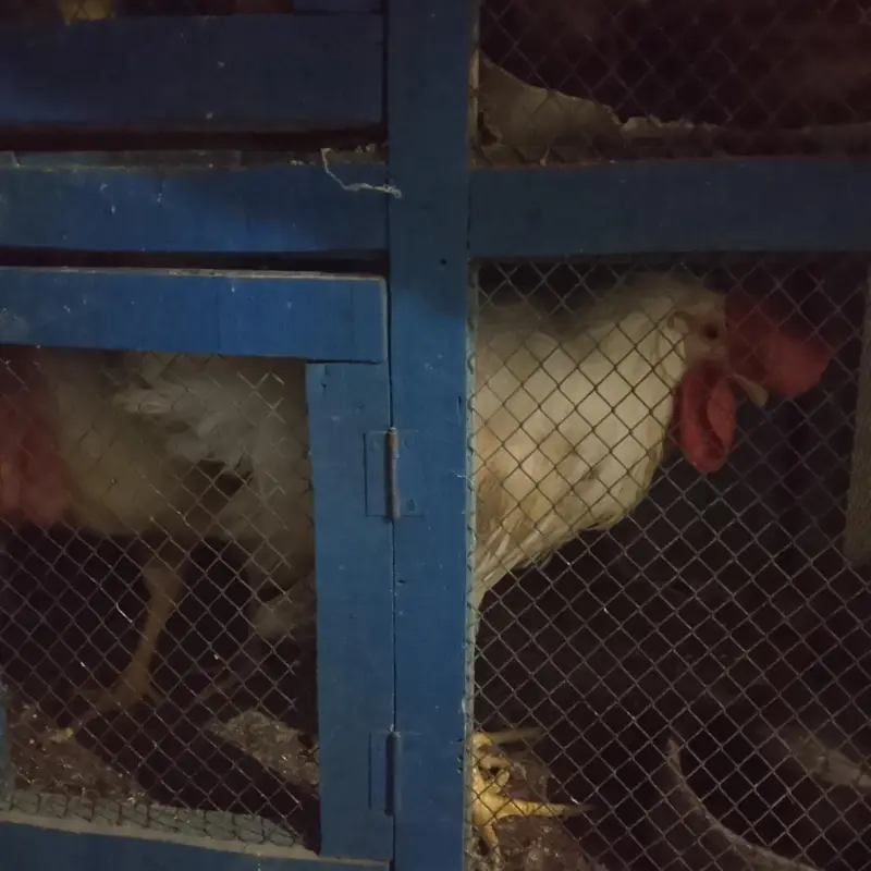 9 Broiler Chicks Age 6 month & 3 month — photo 2