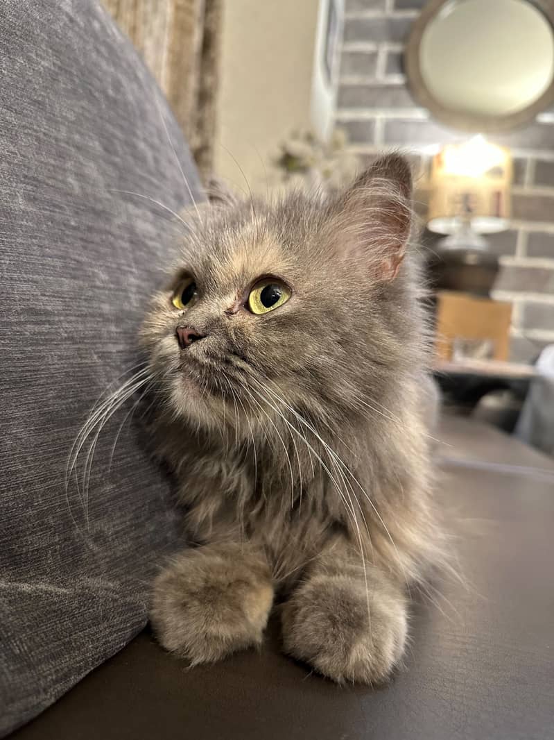persian cat 2