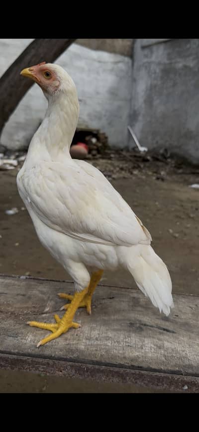 White heera aseel pathi available munasib price