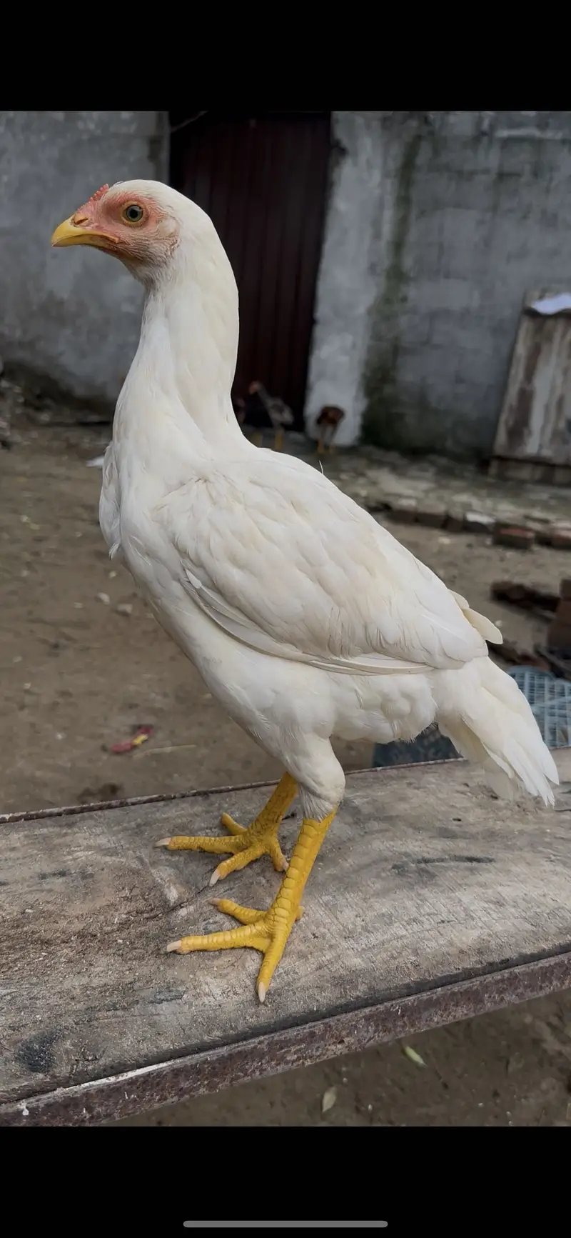 White heera aseel pathi available munasib price — photo 2