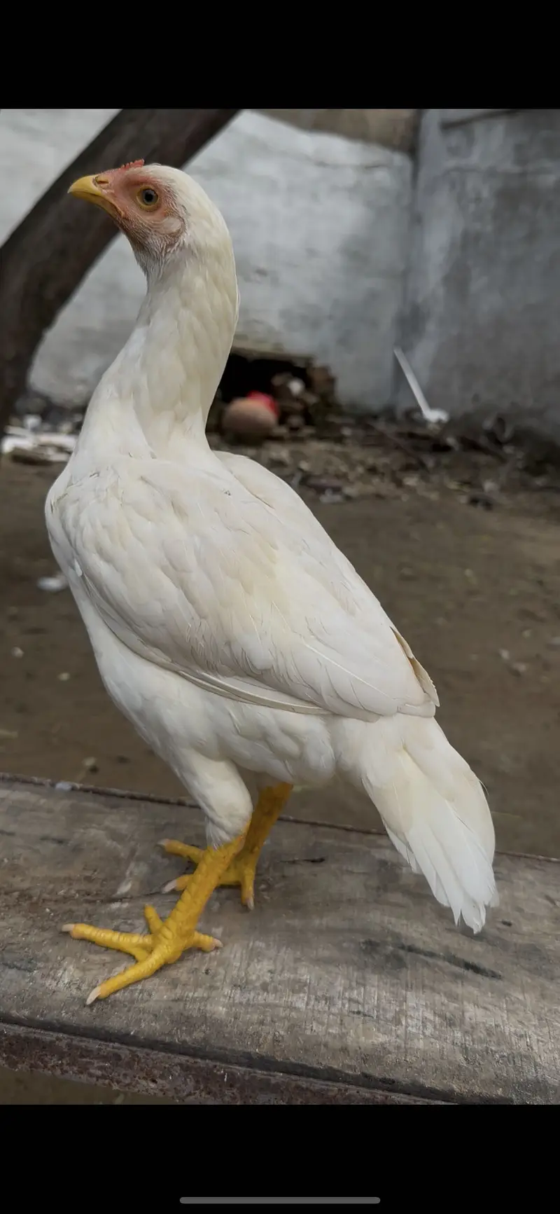 White heera aseel pathi available munasib price — photo 3