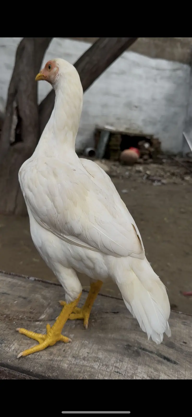 White heera aseel pathi available munasib price — photo 4