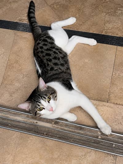  Tabby & White Cat for Sale – Healthy & Active
