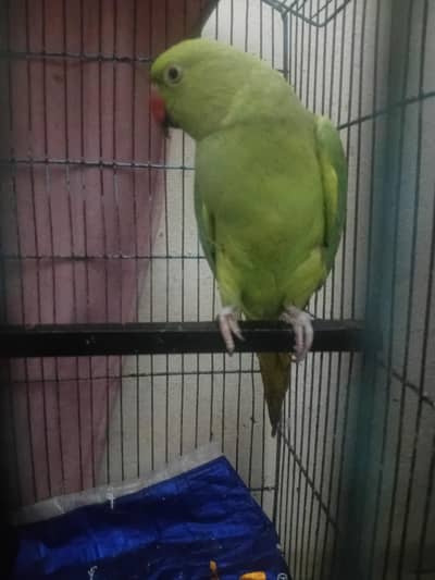 green parrot