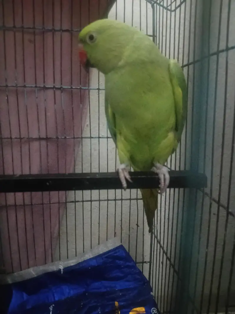 green parrot — photo 2
