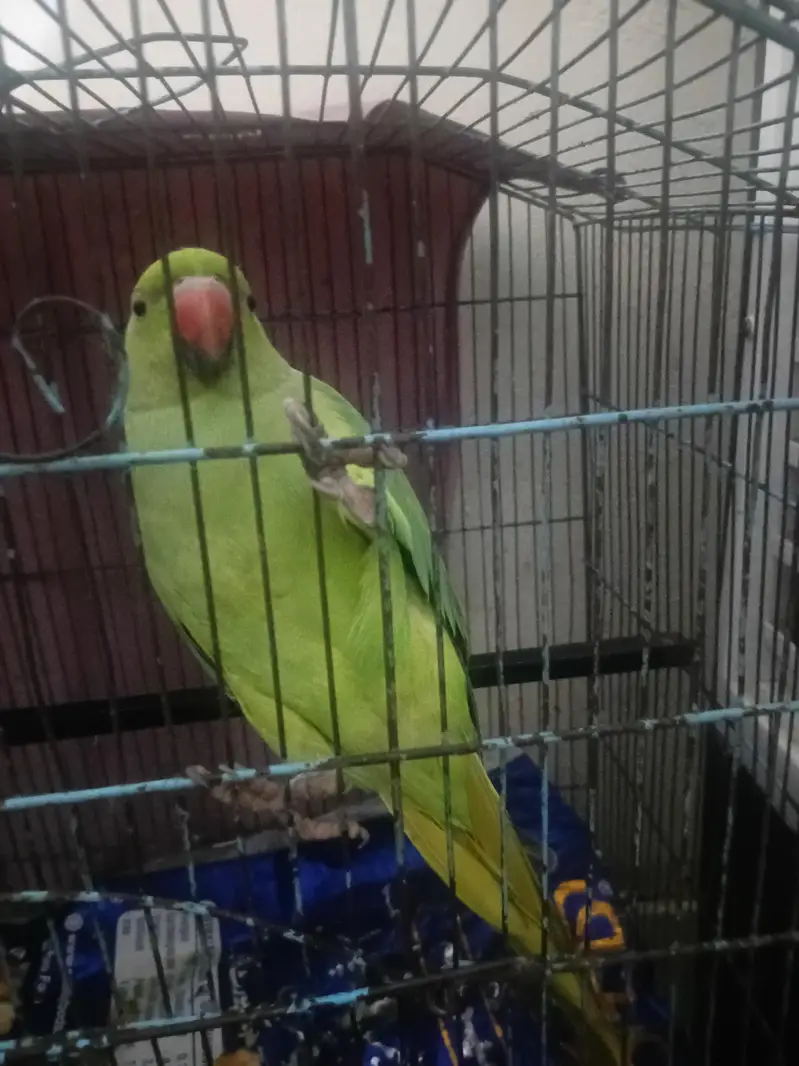 green parrot — photo 3