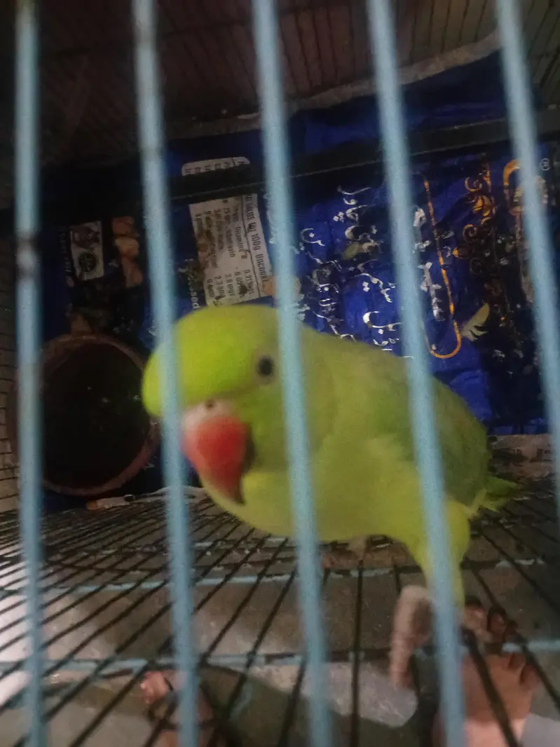 green parrot — photo 4