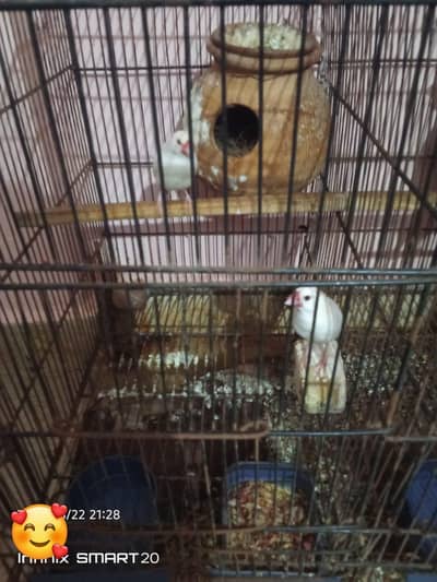 white java finch or java sparrows (1 pair)