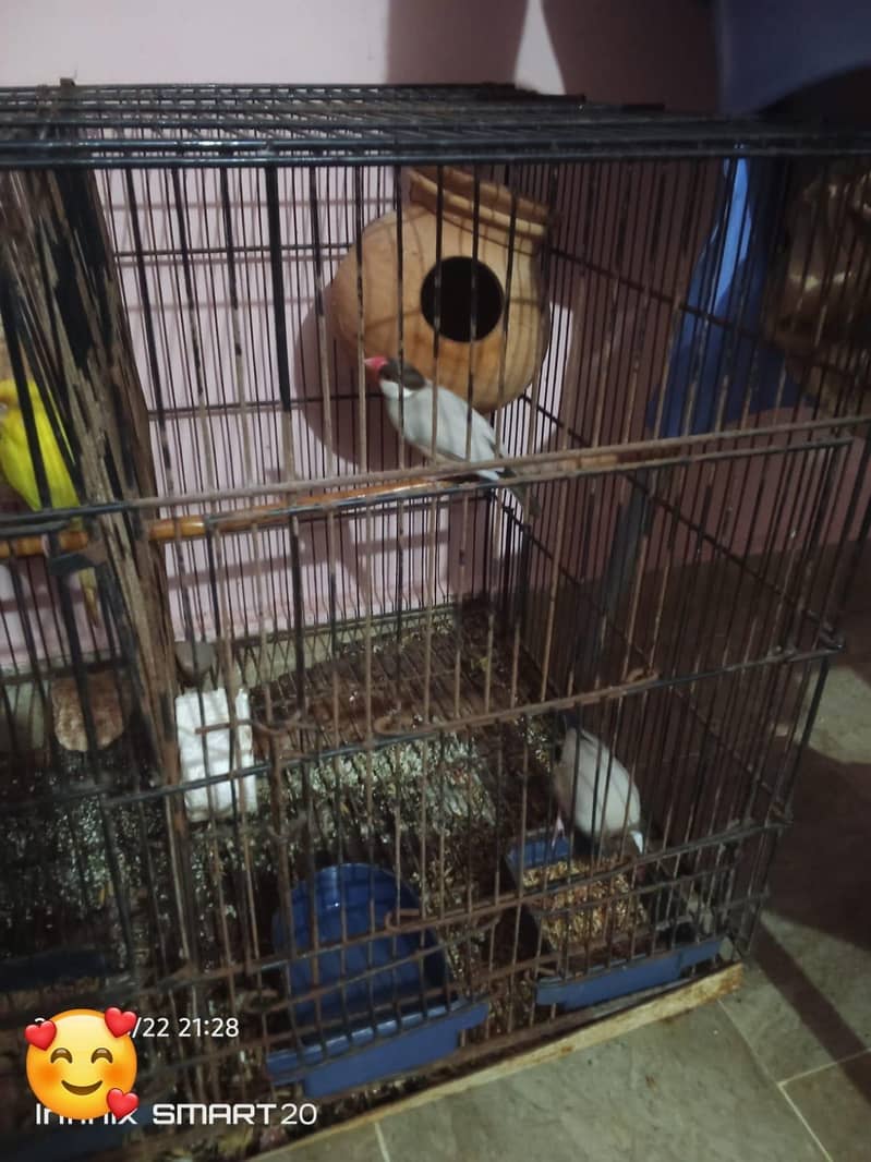 white java finch or java sparrows (1 pair) 1