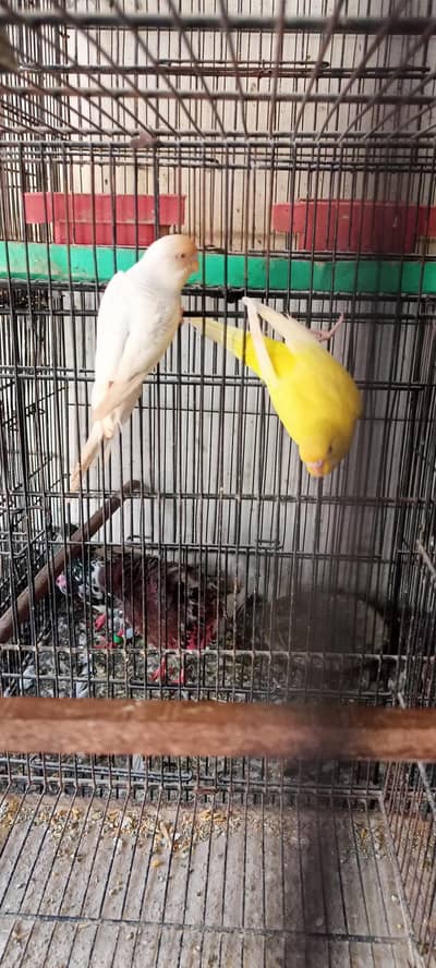 Dull Fellow Male With Yellow Split Female Australian Parrots Budgies.