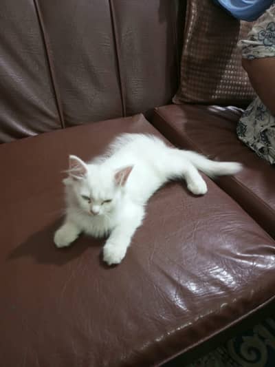 Female Persian kitten