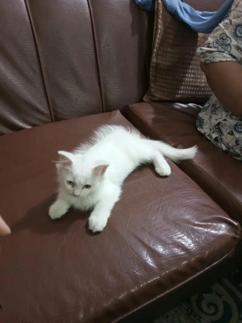 Female Persian kitten — photo 2