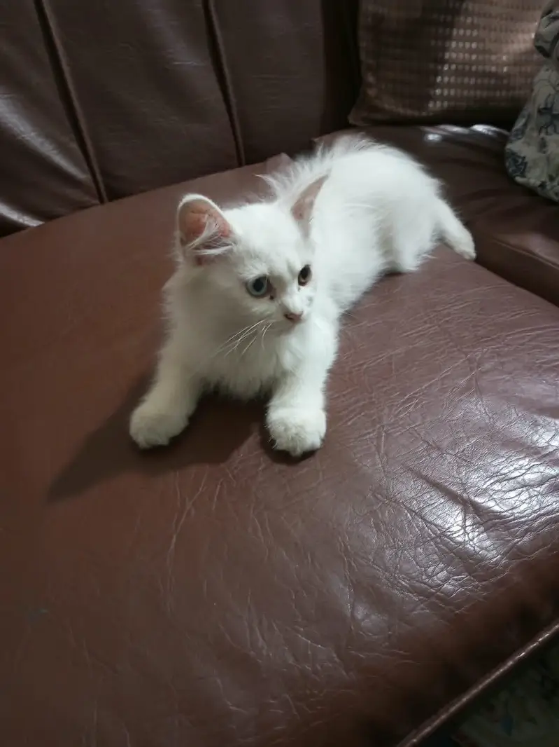 Female Persian kitten — photo 3