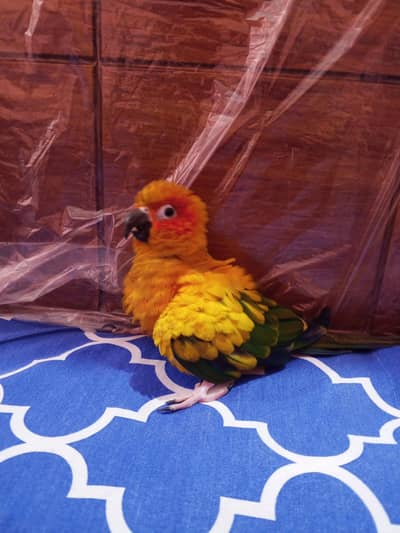 sunconure breeder female buss thori kamzor ha Baki all ok 03174373497
