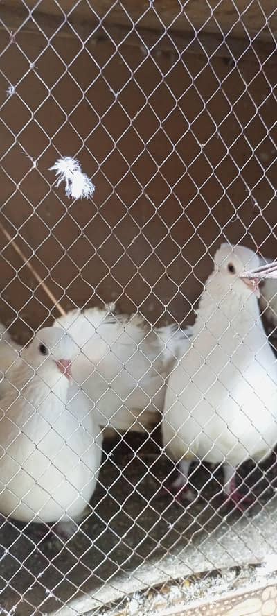 pure white Lucky pegion